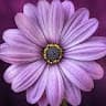 Imani Mcmichael's profile photo